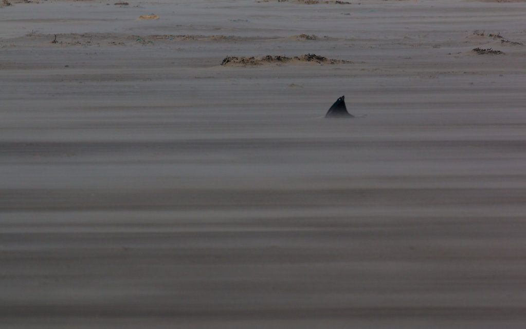 Sand Shark!